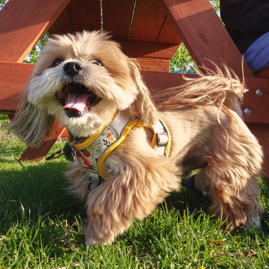 What Is a Step-In Dog Harness? Benefits, Fit & How to Choose the Best One