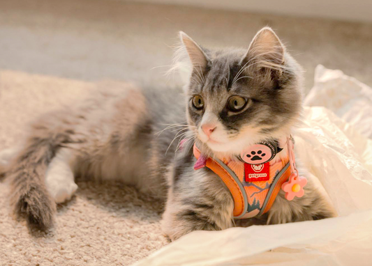 The Benefits of Taking Your Cat Outdoors with a Harness (And How to Get Them Ready)