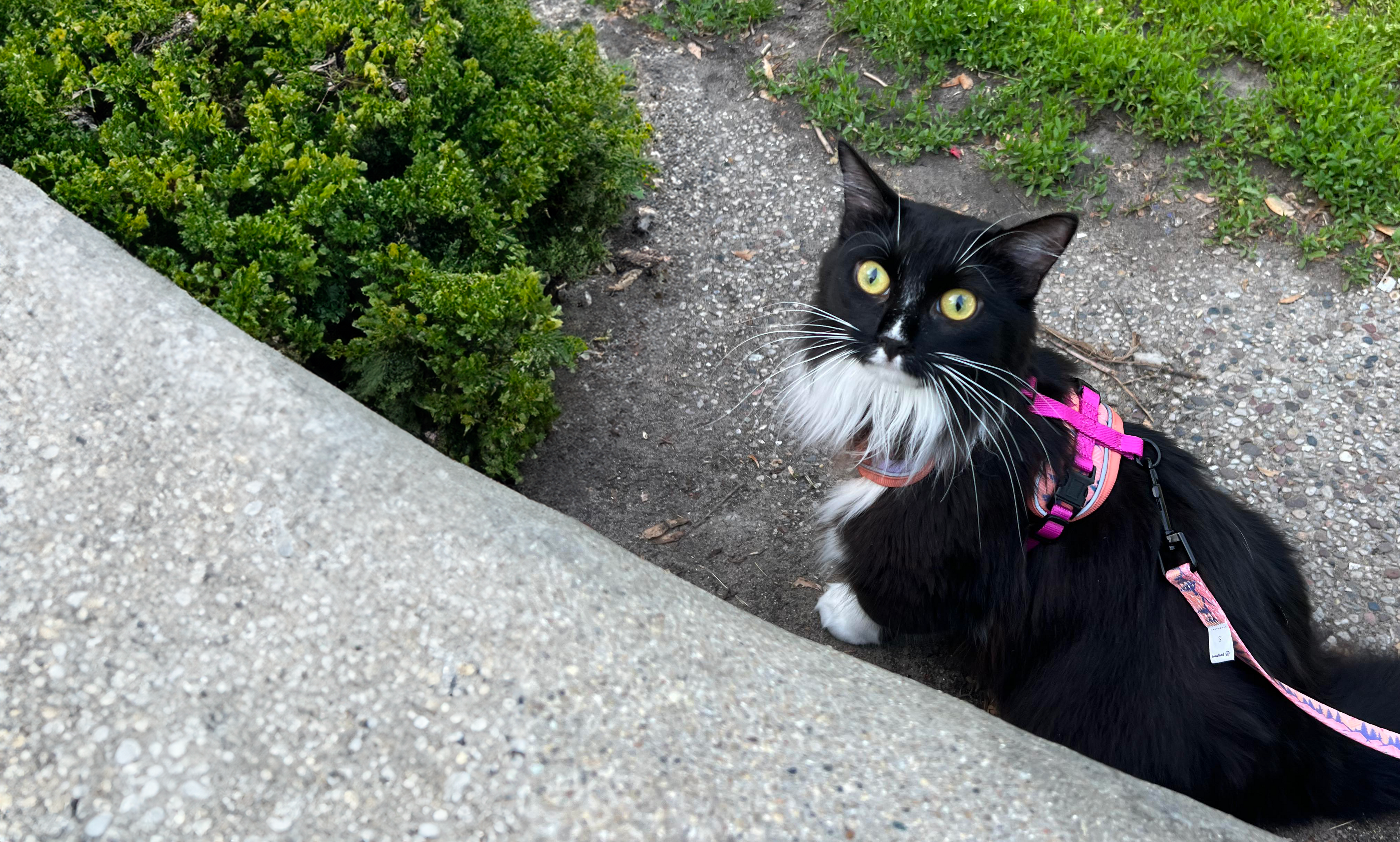 tuxedo cat wearing sierra mountain styled cat harness