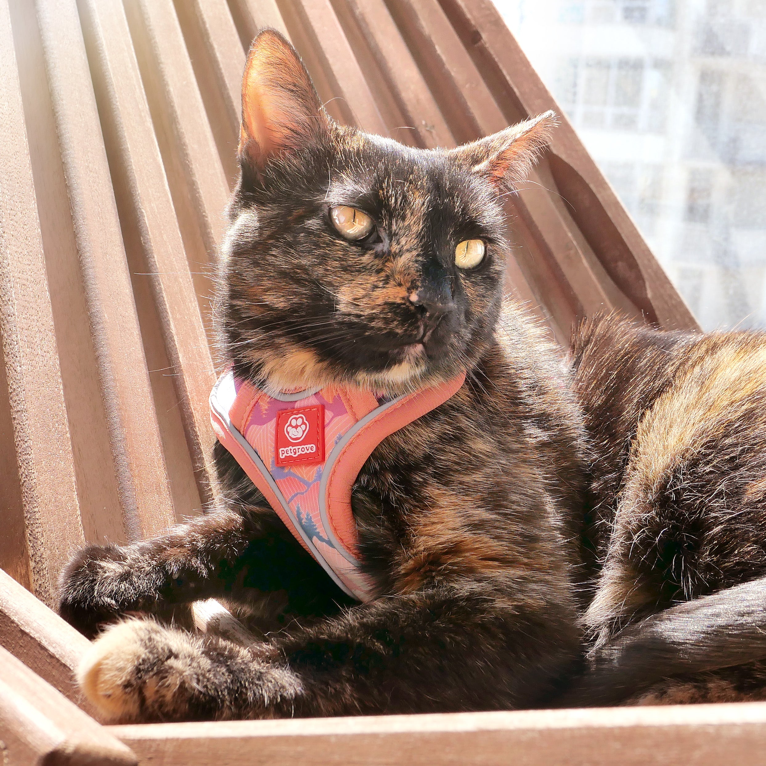 Cat Wearing Sierra Mountain Cat Harness