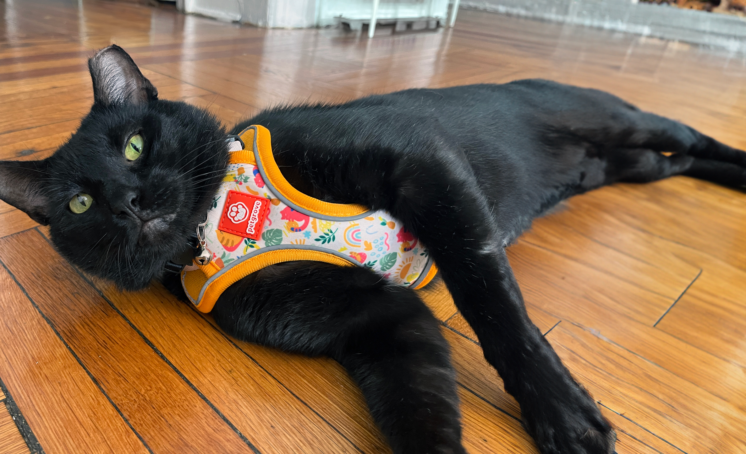 Black cat wearing modern cat harness style