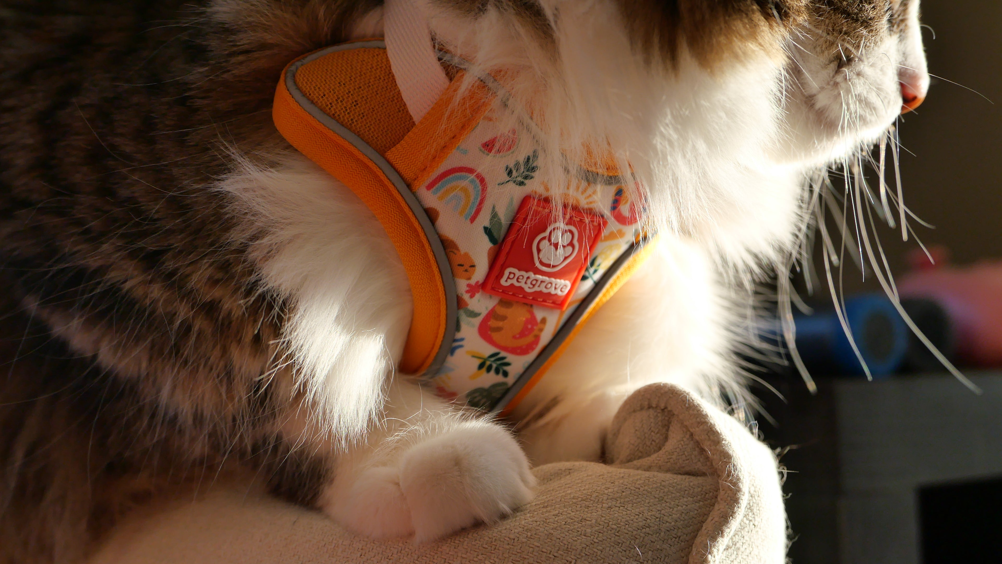 Cat Wearing Petgrove Harness